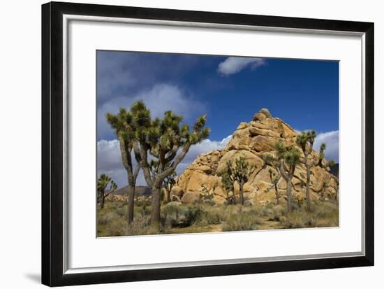 Joshua Trees, Queen Valley, Joshua Tree National Park, California, USA-Charles Gurche-Framed Photographic Print