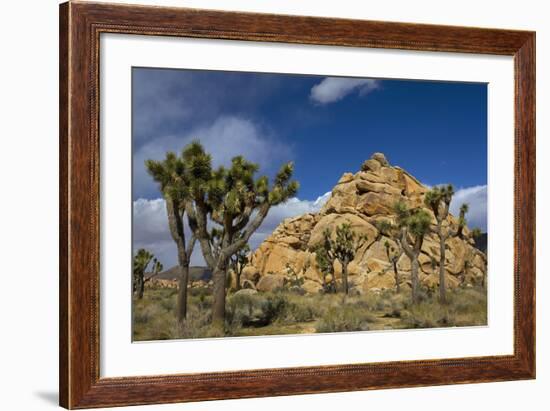 Joshua Trees, Queen Valley, Joshua Tree National Park, California, USA-Charles Gurche-Framed Photographic Print