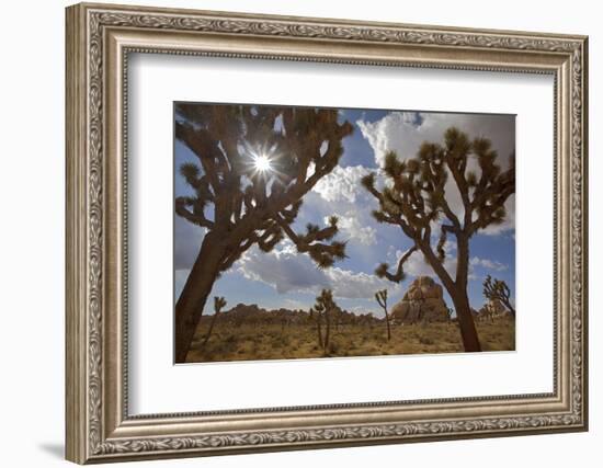 Joshua Trees, Queen Valley, Joshua Tree National Park, California, USA-Charles Gurche-Framed Photographic Print