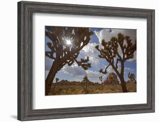 Joshua Trees, Queen Valley, Joshua Tree National Park, California, USA-Charles Gurche-Framed Photographic Print