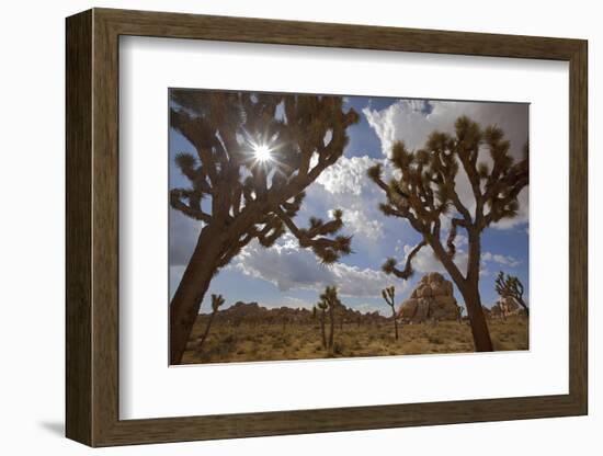 Joshua Trees, Queen Valley, Joshua Tree National Park, California, USA-Charles Gurche-Framed Photographic Print