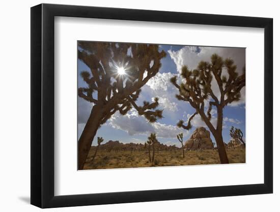 Joshua Trees, Queen Valley, Joshua Tree National Park, California, USA-Charles Gurche-Framed Photographic Print