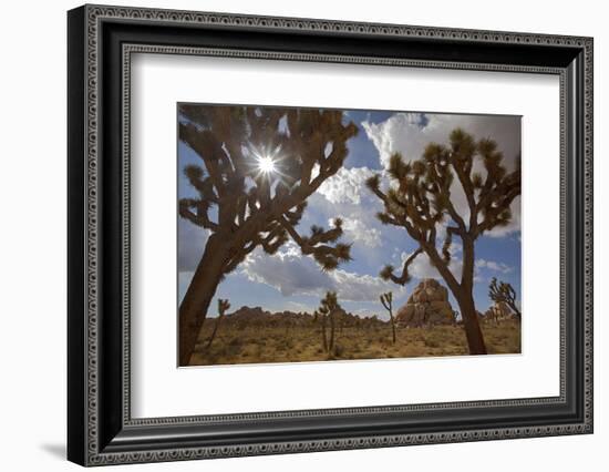 Joshua Trees, Queen Valley, Joshua Tree National Park, California, USA-Charles Gurche-Framed Photographic Print