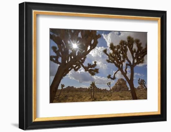 Joshua Trees, Queen Valley, Joshua Tree National Park, California, USA-Charles Gurche-Framed Photographic Print