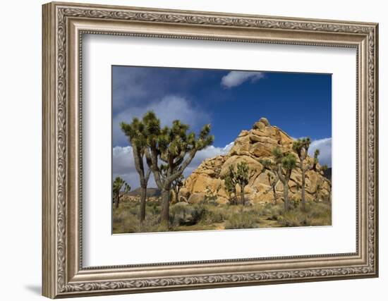 Joshua Trees, Queen Valley, Joshua Tree National Park, California, USA-Charles Gurche-Framed Photographic Print