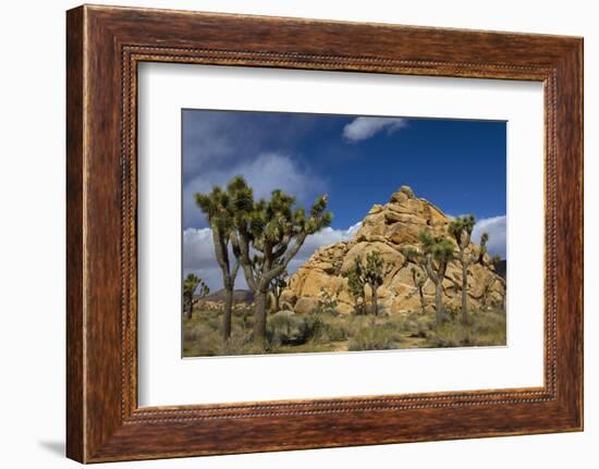 Joshua Trees, Queen Valley, Joshua Tree National Park, California, USA-Charles Gurche-Framed Photographic Print