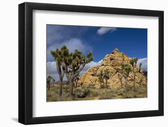 Joshua Trees, Queen Valley, Joshua Tree National Park, California, USA-Charles Gurche-Framed Photographic Print