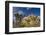 Joshua Trees, Queen Valley, Joshua Tree National Park, California, USA-Charles Gurche-Framed Photographic Print