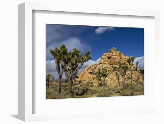 Joshua Trees, Queen Valley, Joshua Tree National Park, California, USA-Charles Gurche-Framed Photographic Print