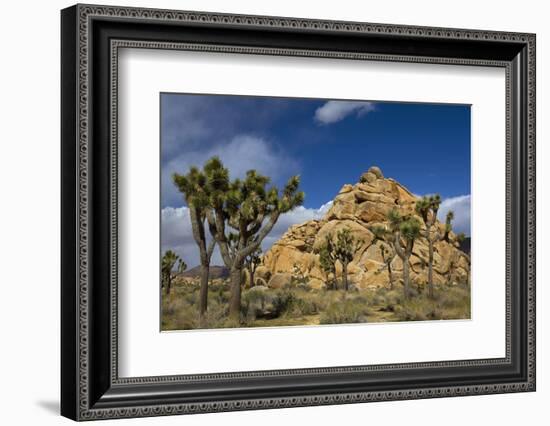 Joshua Trees, Queen Valley, Joshua Tree National Park, California, USA-Charles Gurche-Framed Photographic Print