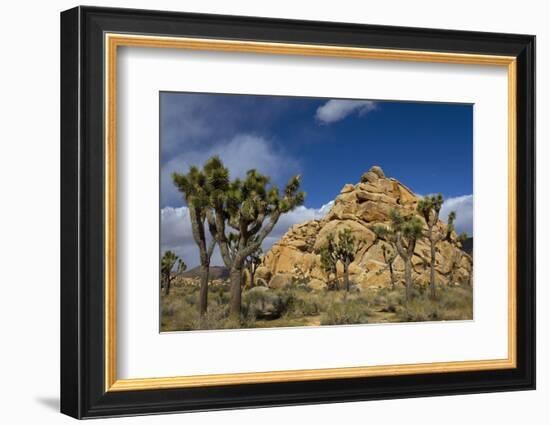 Joshua Trees, Queen Valley, Joshua Tree National Park, California, USA-Charles Gurche-Framed Photographic Print