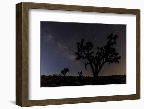 Joshua Trees Silhouetted by Starry Skies in Joshua Tree NP, California-Chuck Haney-Framed Photographic Print