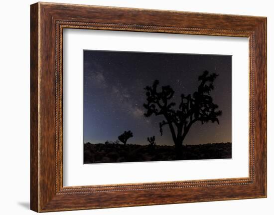 Joshua Trees Silhouetted by Starry Skies in Joshua Tree NP, California-Chuck Haney-Framed Photographic Print