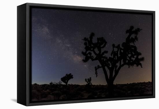 Joshua Trees Silhouetted by Starry Skies in Joshua Tree NP, California-Chuck Haney-Framed Premier Image Canvas
