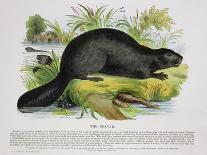 The Beaver, Educational Illustration Pub. by the Society for Promoting Christian Knowledge, 1843-Josiah Wood Whymper-Mounted Giclee Print