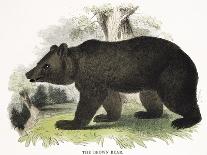 The Brown Bear, Educational Illustration Published by the Society for Promoting Christian Knowledge-Josiah Wood Whymper-Giclee Print