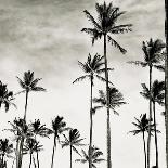 Coconut Palms I 'Cocos nucifera', Kaunakakai, Molokai-JoSon-Framed Premier Image Canvas