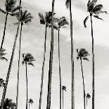 Coconut Palms I 'Cocos nucifera', Kaunakakai, Molokai-JoSon-Framed Premier Image Canvas