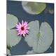 Premium Photographic Print