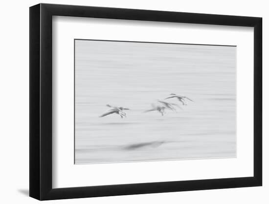 Jostling to Get the Best Spot-Jacob Berghoef-Framed Photographic Print