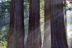 Trunks Of Giant Sequoia Trees (Sequoiadendron Giganteum) Sequoia National Park, California, USA-Jouan Rius-Photographic Print