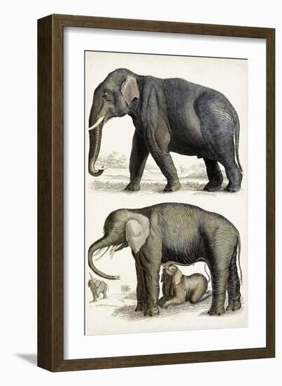 Journal of Natural History IV-Georges Cuvier-Framed Art Print