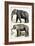 Journal of Natural History IV-Georges Cuvier-Framed Art Print