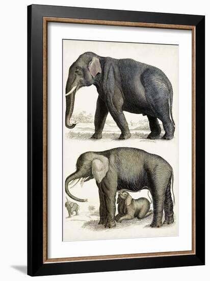 Journal of Natural History IV-Georges Cuvier-Framed Art Print