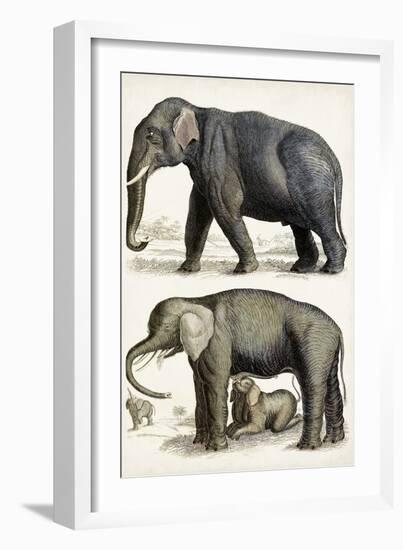 Journal of Natural History IV-Georges Cuvier-Framed Art Print