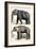 Journal of Natural History IV-Georges Cuvier-Framed Art Print