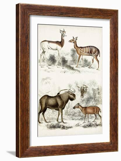 Journal of Natural History VI-Georges Cuvier-Framed Art Print