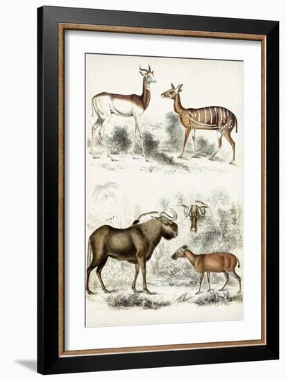 Journal of Natural History VI-Georges Cuvier-Framed Art Print