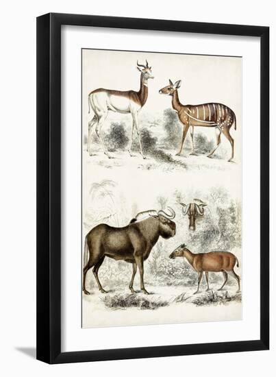 Journal of Natural History VI-Georges Cuvier-Framed Art Print