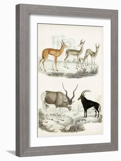 Journal of Natural History VIII-Georges Cuvier-Framed Art Print