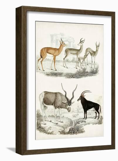 Journal of Natural History VIII-Georges Cuvier-Framed Art Print