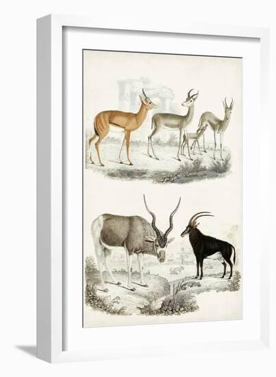 Journal of Natural History VIII-Georges Cuvier-Framed Art Print