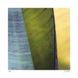 Banana Leaves II-Joy Doherty-Framed Giclee Print