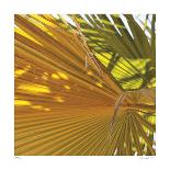 Banana Leaves I-Joy Doherty-Giclee Print