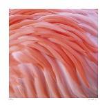 Pink Perfection 3-Joy Doherty-Giclee Print