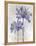 Joyful Bloom - Duet-Tania Bello-Framed Stretched Canvas
