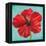 Joyful Hibiscus-Patricia Pinto-Framed Stretched Canvas