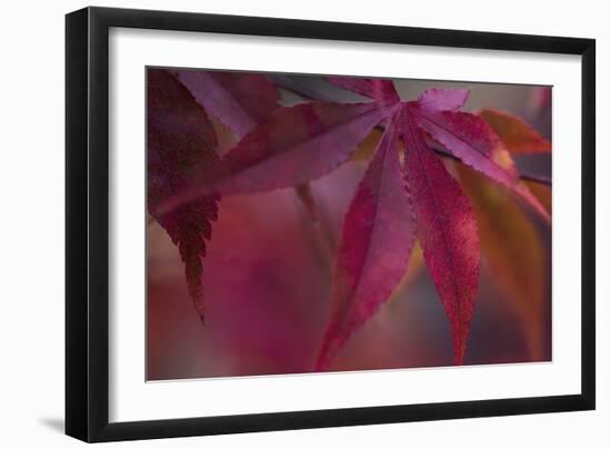 Joyful Maple I-Rita Crane-Framed Photographic Print