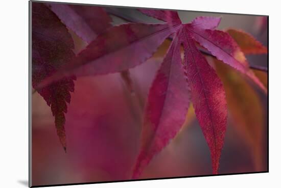 Joyful Maple I-Rita Crane-Mounted Photographic Print