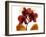 Joyful Orchid-Albert Koetsier-Framed Photo