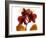 Joyful Orchid-Albert Koetsier-Framed Photo