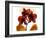 Joyful Orchid-Albert Koetsier-Framed Photo