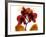 Joyful Orchid-Albert Koetsier-Framed Photo