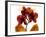 Joyful Orchid-Albert Koetsier-Framed Photo