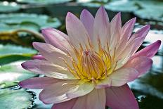 Purple Lotus Flower-joyfuldesigns-Photographic Print