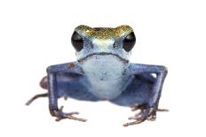Lovely Poison Frog (Phyllobates Lugubris) Male with a Tadpole, Isla Colon, Panama, June-Jp Lawrence-Photographic Print